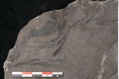 Foto (Detailansicht) von Plantae indet.  (NHMW-GEO-2024-0188-11493)